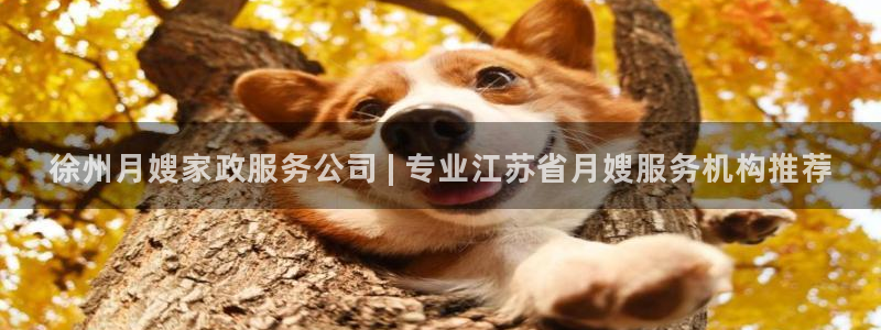 杏悦娱乐是什么